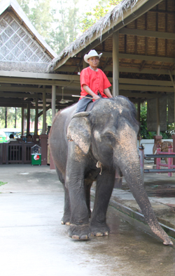 Elephant tour
